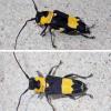 Glenea sp.